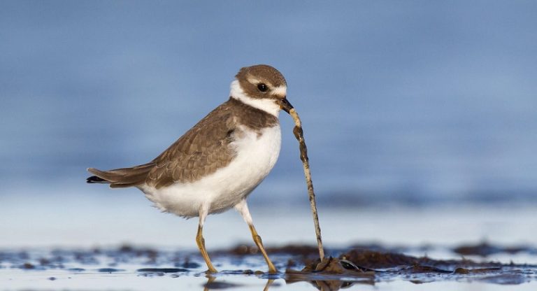 El largo viaje de los chorlos playeros: así buscan conservar a estas especies