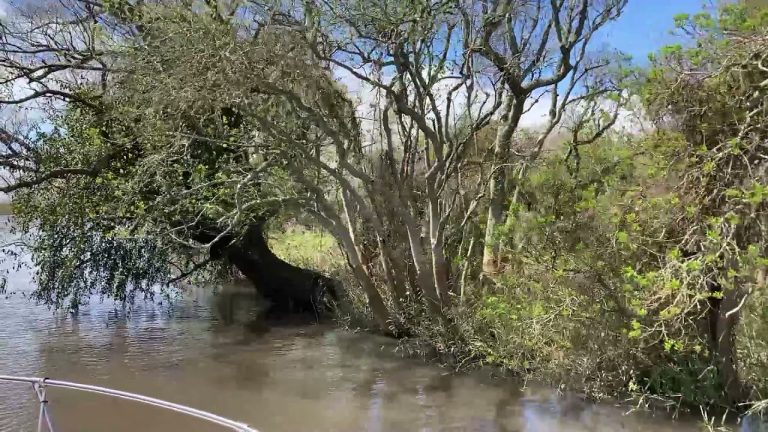 Rocha propone declarar la Isla del Padre, “el Amazonas uruguayo”, como la primera reserva natural departamental del país