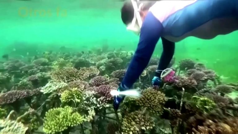 El 14% del coral en el mundo desapareció entre 2009 y 2018