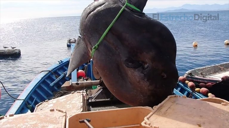 Video: pescadores españoles capturaron un pez luna de tamaño colosal