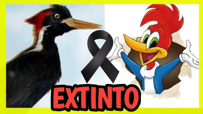 EE.UU. declaró la extinción permanente de 23 especies, entre ellas el pájaro carpintero de pico de marfil