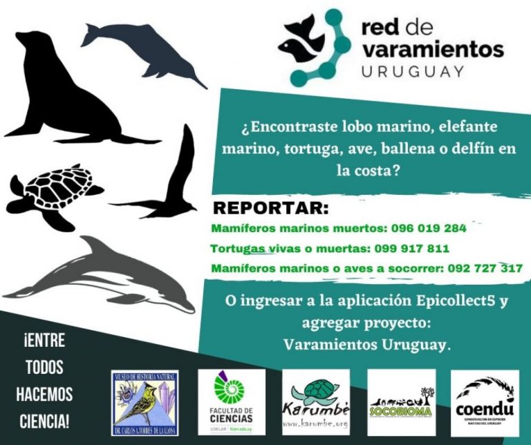 Nuevo varamiento de ballena Yubarta en la costa de Rocha llama la atención de especialistas