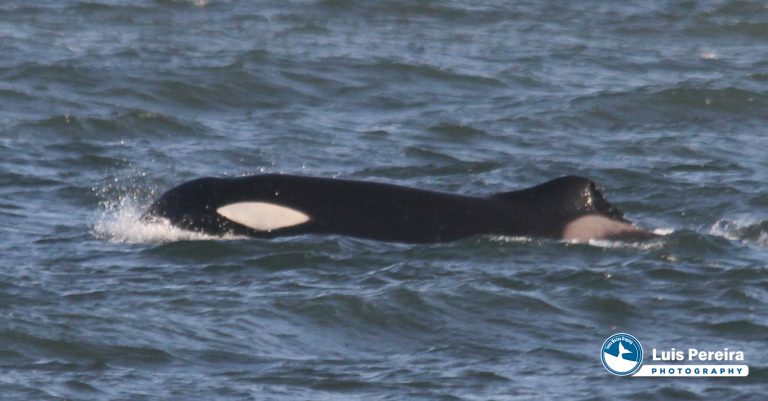 Avistaron un grupo de orcas en la costa de La Paloma