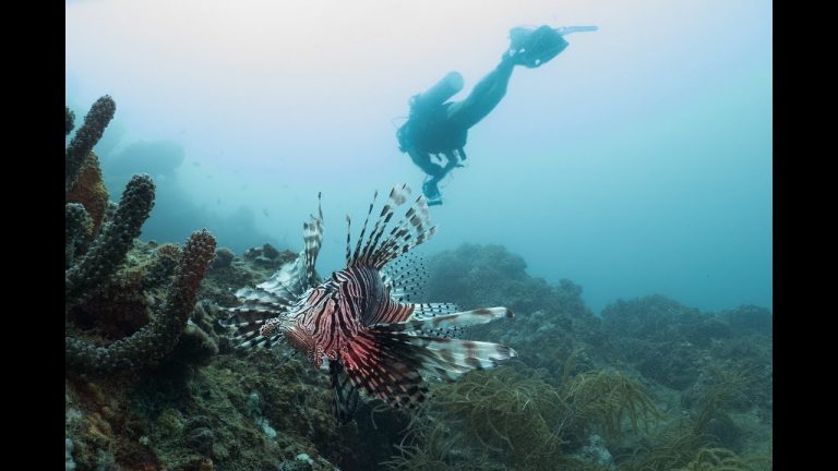 Especie invasora del Caribe alarma a expertos: “Es hermoso, pero hay que matarlo”