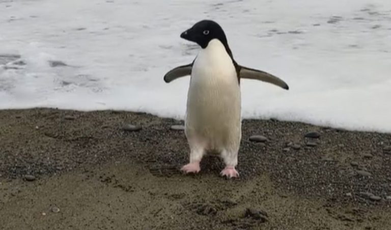 Pingüino antártico viaja accidentalmente 3.000 km hasta Nueva Zelanda