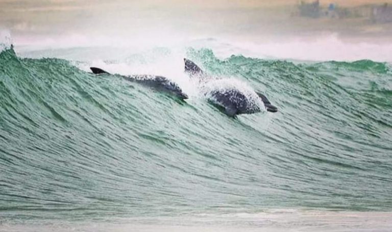 Delfines avistados “corriendo olas” en las costas de Rocha
