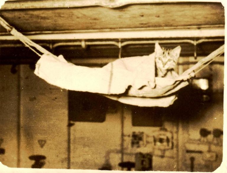 Los gatos embarcados en los buques de la Armada