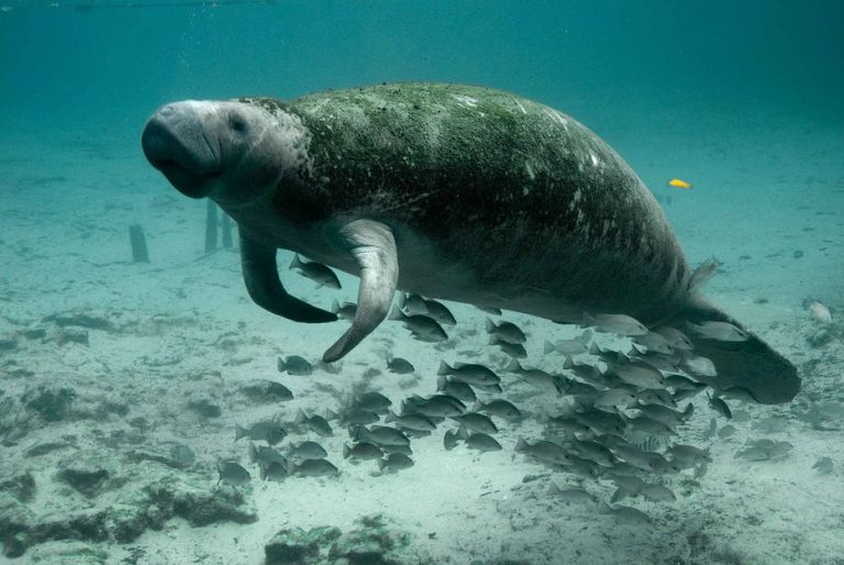 EEUU decide alimentar a manatíes de Florida para evitar que mueran de hambre