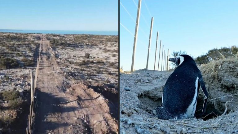 Obras no autorizadas matan a cientos de pingüinos en Chubut