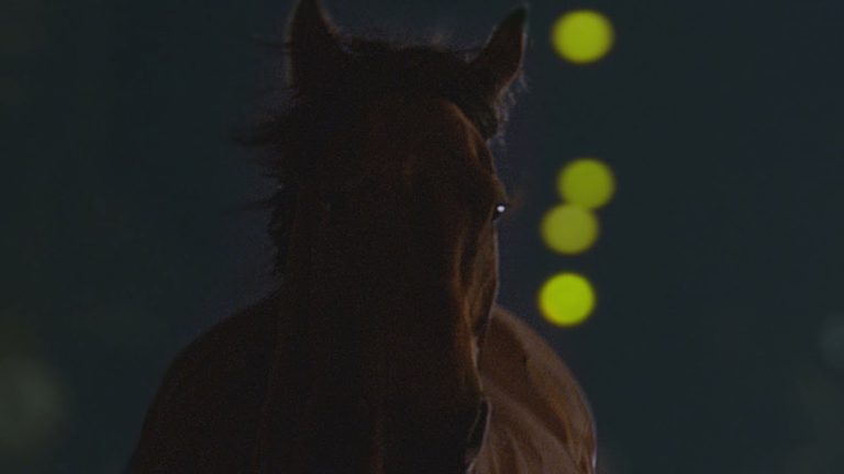 «Uruguay, tierra de caballos»: el video que se presentará en la Expo Dubai