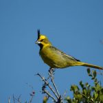 cardenal amarillo