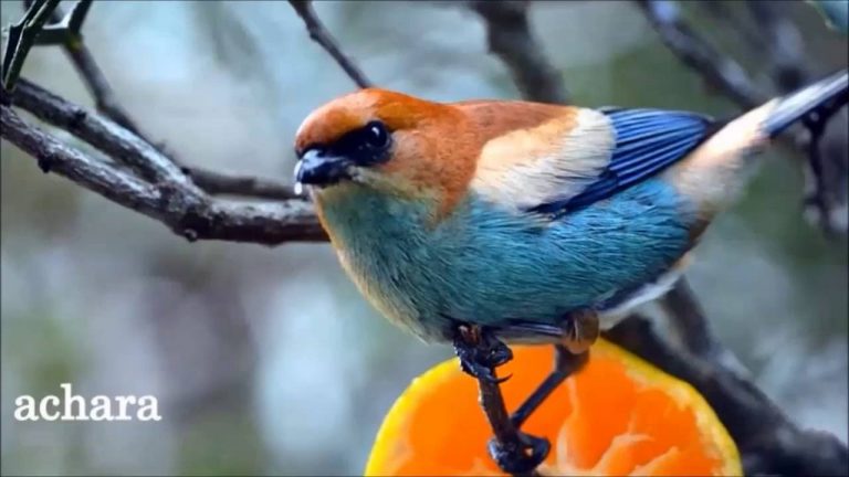 Uruguay: País de abundantes pájaros pintados