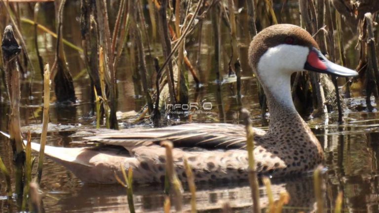 Pato súper raro fue visto en Río Negro