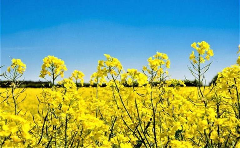 La colza en Uruguay, un cultivo que crece