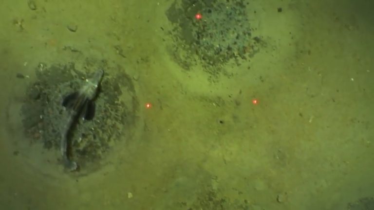 Hallan en la Antártida la mayor colonia de peces del mundo: 60 millones de nidos