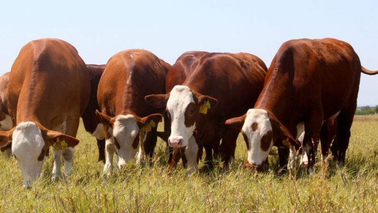 La carne de vacuno fue el bien más exportado desde Uruguay en 2022, en un año de ventas históricas