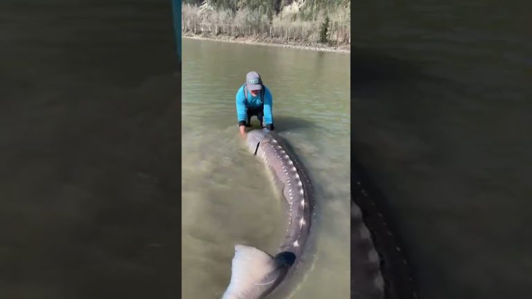 Pescó esturión de más de 100 años y 270 kilos, «un dinosaurio viviente»: ¿Qué hizo con él?