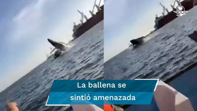 Ballena saltó fuera del mar y cayó en una embarcación en México