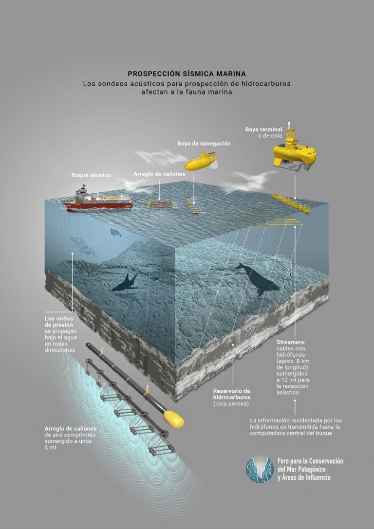 El costo de buscar petróleo en el mar: el daño a la fauna marina y sus «supermercados»