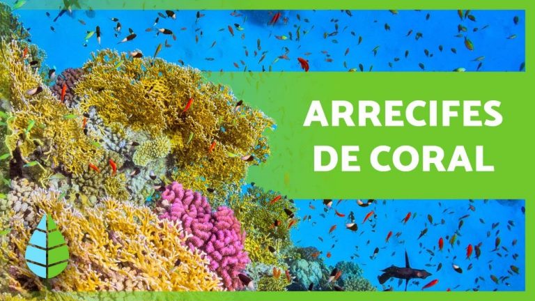 1º de Junio   Día Mundial de los Arrecifes 2022