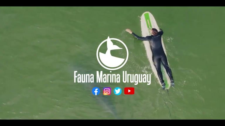 La interacción entre un surfista y dos delfines en la playa Zanja Honda de La Paloma