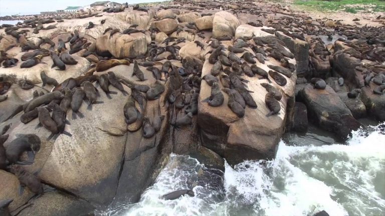 Isla de Lobos: el sitio que organizaciones buscan preservar