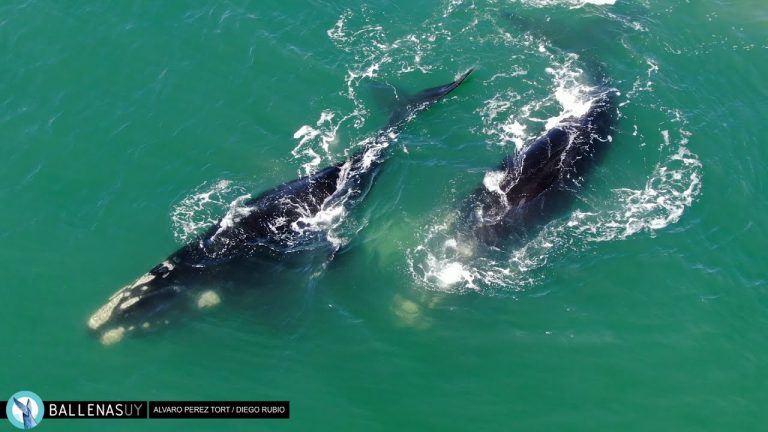Empieza temporada de ballenas; en qué zonas de la costa uruguaya pueden verse