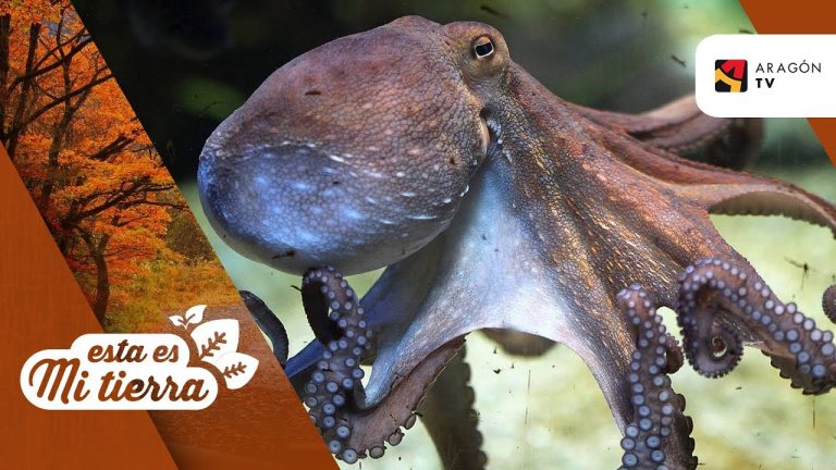 La ciencia está cada vez más cerca de poder explicar por qué los pulpos son animales tan inteligentes