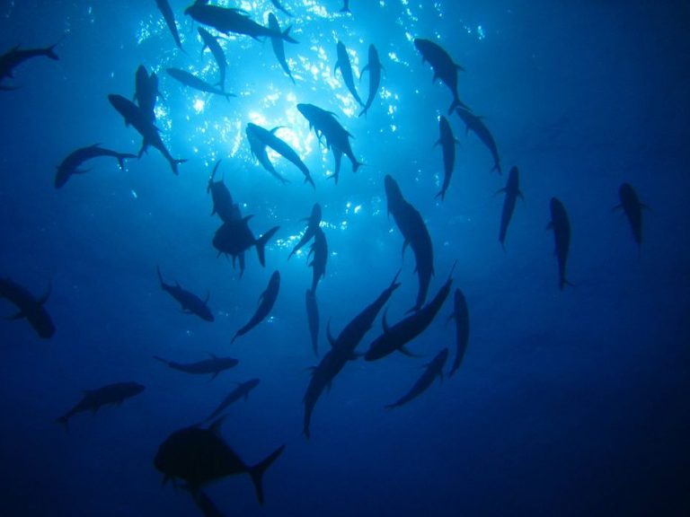 Alertan que el cambio climático daña pesca y agricultura en costas tropicales