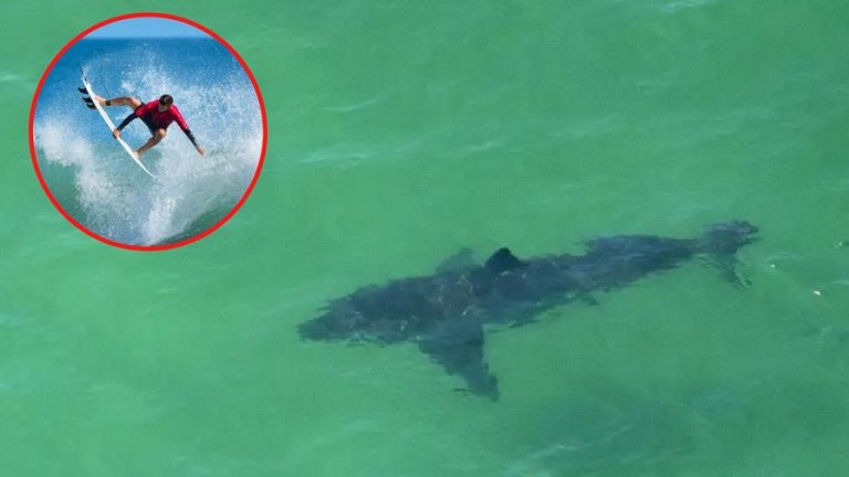 Tiburón de casi dos metros atacó a un hombre en Florida, Estados Unidos