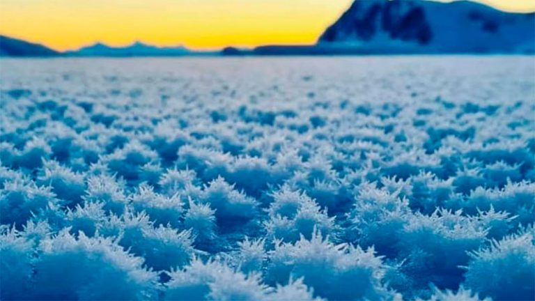 Las sorprendentes flores de hielo que se forman en la Antártida