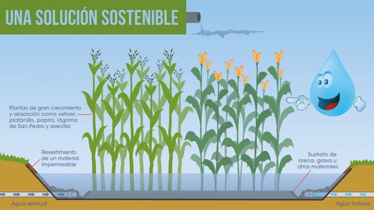 Emprendedores crearon startup de humedales artificiales que trata agua residual