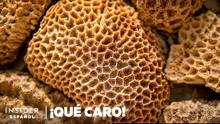 Las esponjas también “estornudan” para eliminar residuos