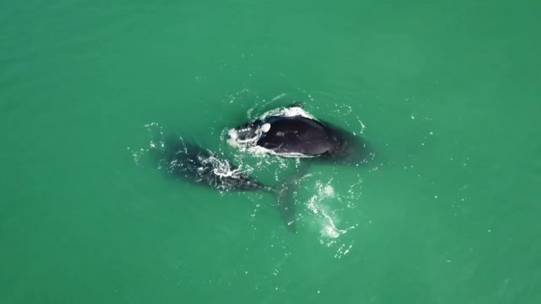 El espectáculo de un par de ballenas francas en Solanas