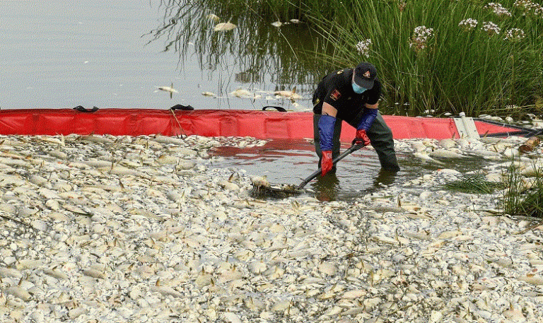 Aparecen toneladas de peces muertos en el río Oder, entre Polonia y Alemania