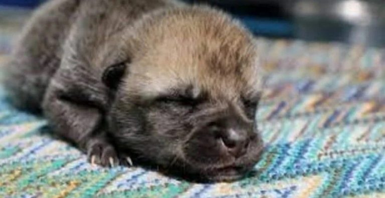 Nace en China el primer ejemplar clonado de lobo salvaje ártico