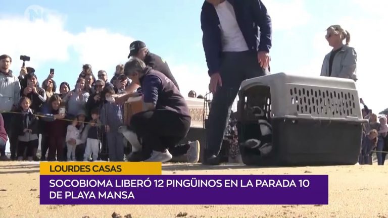 Liberan 12 pingüinos en la playa Mansa de Punta del Este