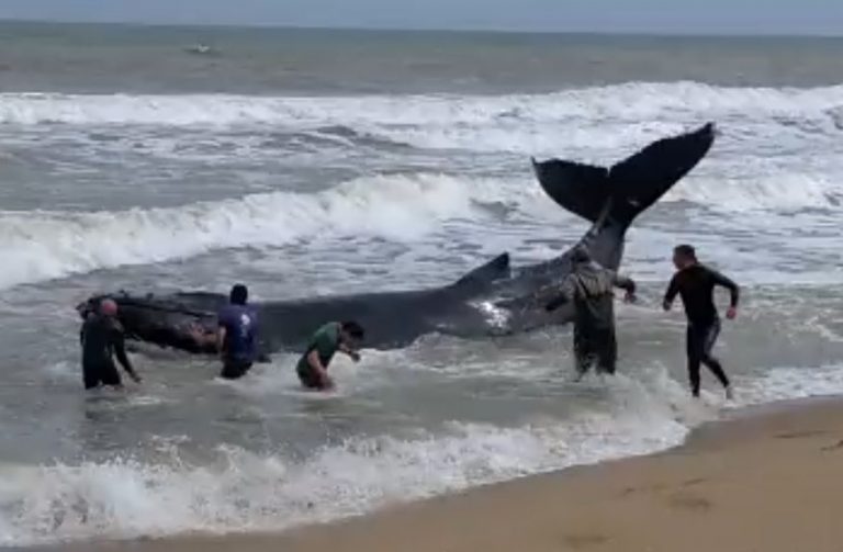 Ballena bebé encallada en Laguna de Rocha: varios intentos de rescate sin éxito