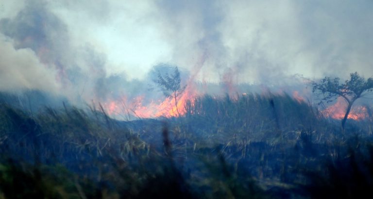 Sinae establecerá protocolo de prevención de incendios para el próximo verano