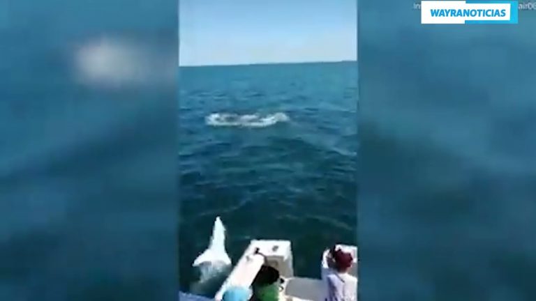 Estados Unidos: tiburón de dos metros saltó y quedó dentro de un barco con tripulación