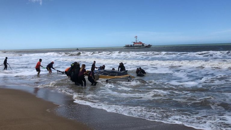 La ballena volvió a salir “vamos a dejar el proceso natural”
