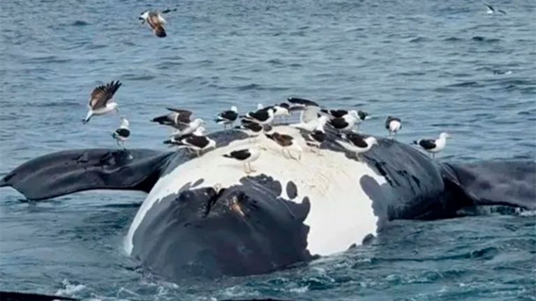 Aparecieron ballenas muertas en playas de Puerto Pirámides e investigan la causa