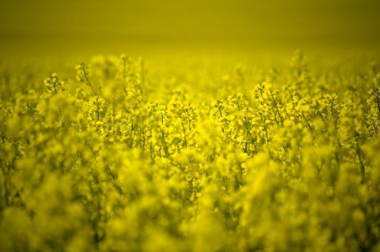 ALUR exportará el 30% de la producción nacional de canola