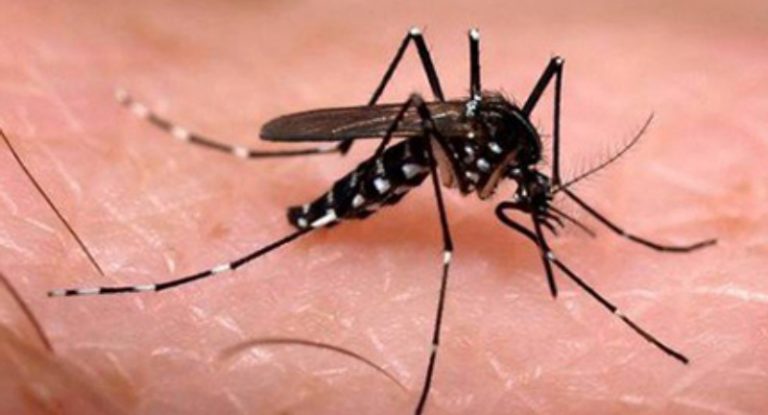 Colonia:  Dirección Departamental de Salud alerta sobre el Aedes Aegypti