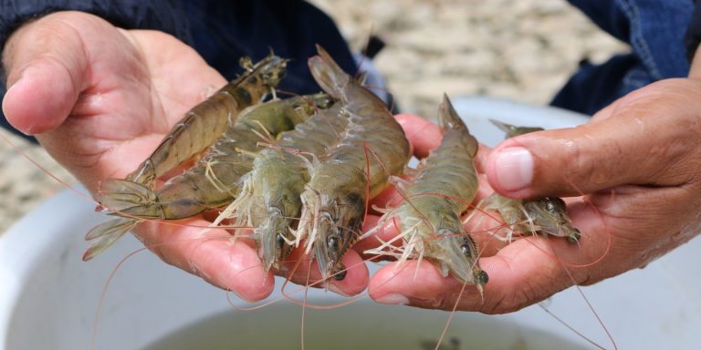 Retraso en la habilitación derivó en una baja zafra de camarones en Rocha