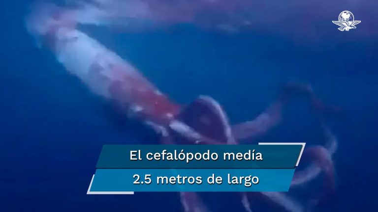 Buceadores japoneses filman calamar gigante de 2,5 metros de largo