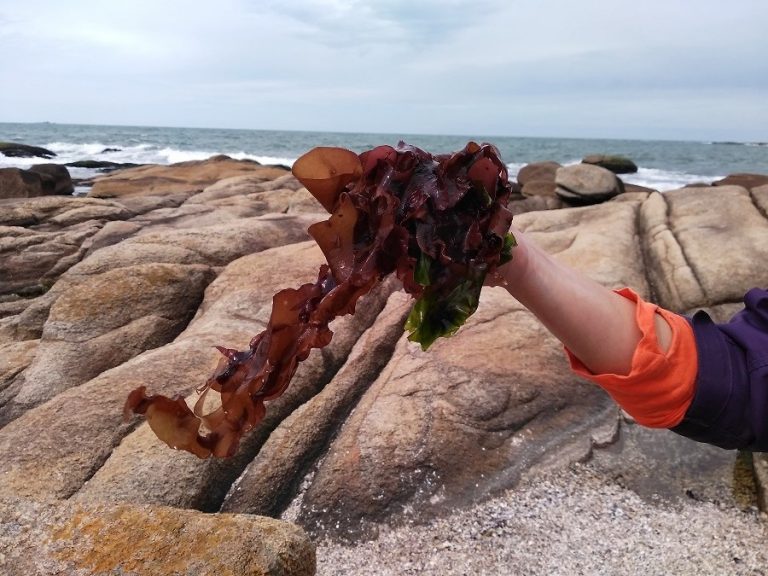 Un alga invasora es la protagonista de las postales de la Mansa de Punta del Este