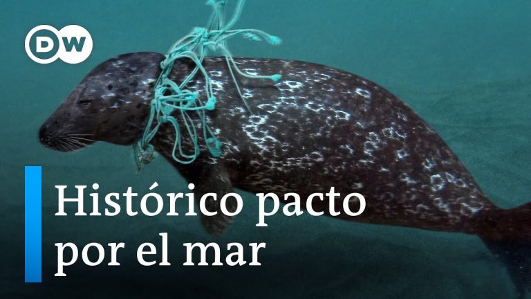 Tratado de los Océanos: los puntos clave de un acuerdo histórico para proteger la vida marina