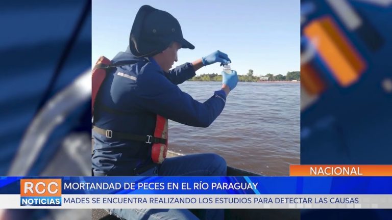 Mortandad de peces: hipótesis principal es falta de oxígeno, afirma bióloga