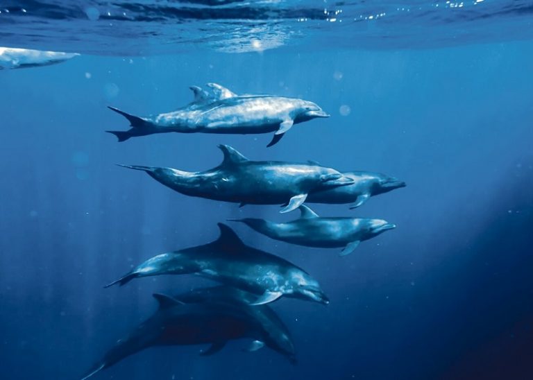El océano como fuente de vida: una mirada en el Día Mundial de los Océanos